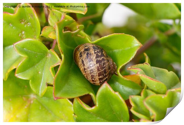 Snail on geranium leaf Print by aurélie le moigne