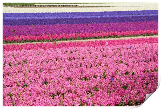 Field of purple, pink and white hyacinth Print by aurélie le moigne
