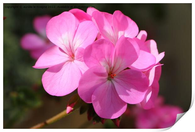 Pink geranium flower in a garden Print by aurélie le moigne