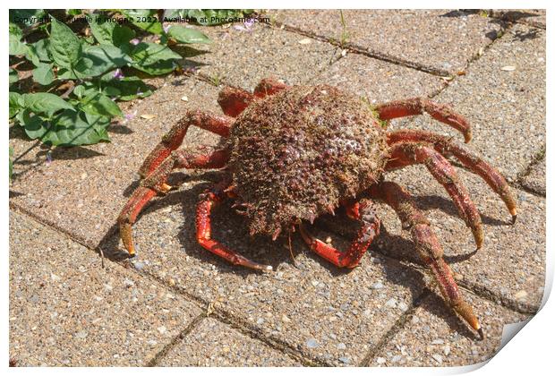 Alive spider crabs on pavement Print by aurélie le moigne