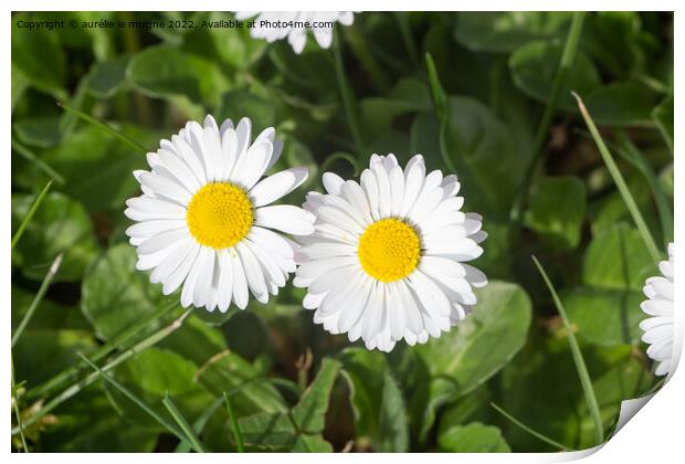 White flowers of daisy Print by aurélie le moigne