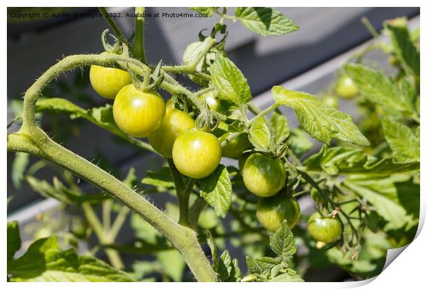 Cherry tomatoes ripening in an orchard Print by aurélie le moigne