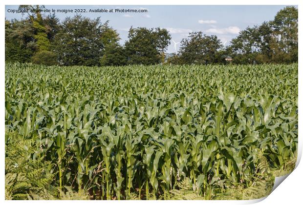 Field of corn Print by aurélie le moigne