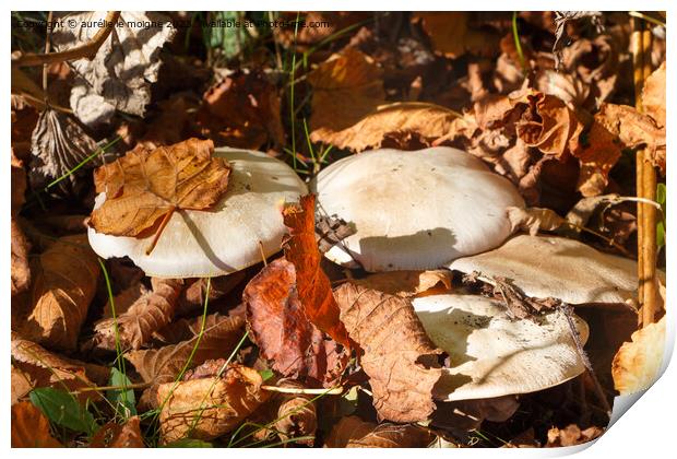 Field mushrooms in grass Print by aurélie le moigne