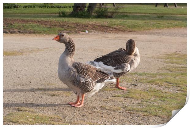 Greylag gooses on the bank of a river Print by aurélie le moigne