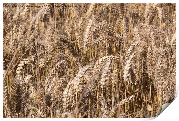 Field of wheat Print by aurélie le moigne