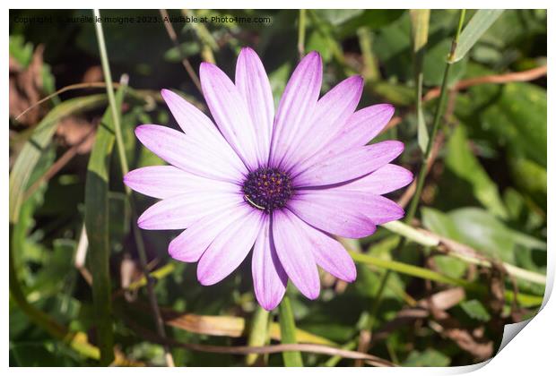 Purple Osteospermum flower in a garden Print by aurélie le moigne