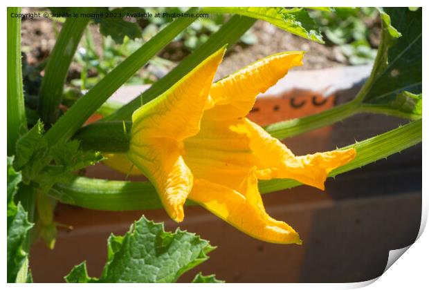 Zucchini flower in a vegetable garden Print by aurélie le moigne