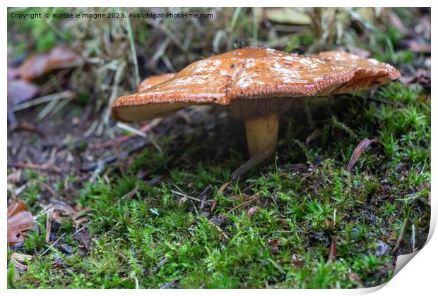 Rufous milkcap mushroom in moss Print by aurélie le moigne