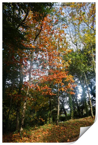 Forest during autumn Print by aurélie le moigne