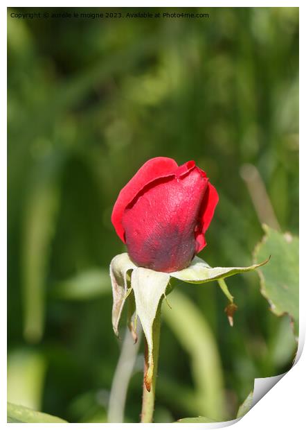 Rose bud in a garden Print by aurélie le moigne