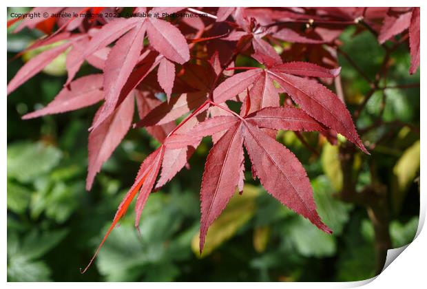 Leaves of Japanese maple Print by aurélie le moigne