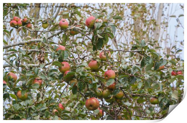 Apples ripening on an apple tree Print by aurélie le moigne