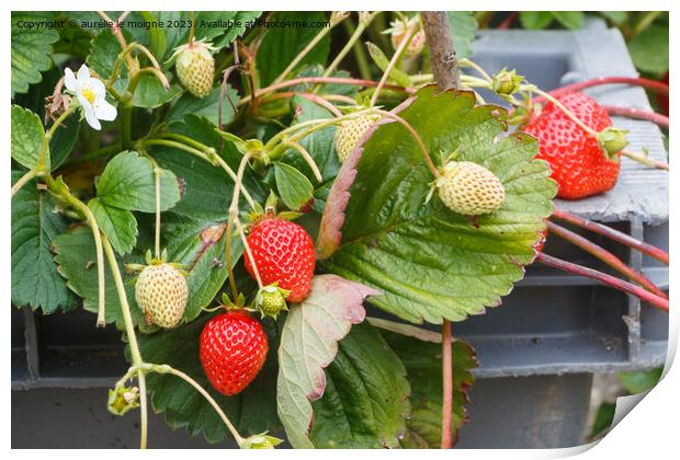 Strawberries ripening in a vegetable garden Print by aurélie le moigne