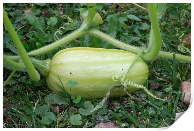 Butternut squash growing in a vegetable garden Print by aurélie le moigne