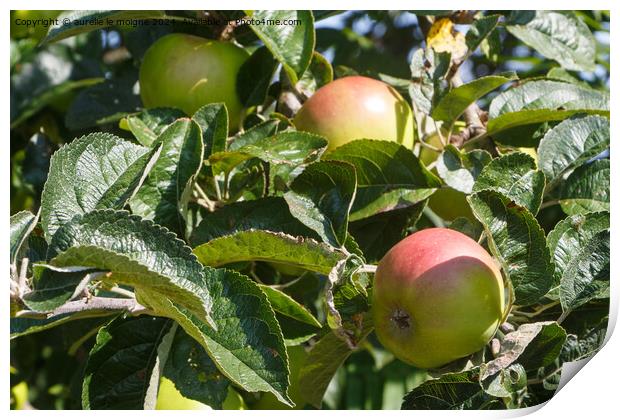 Apples ripening on an apple tree Print by aurélie le moigne