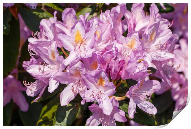 Purple rhododendron flowers in a garden Print by aurélie le moigne