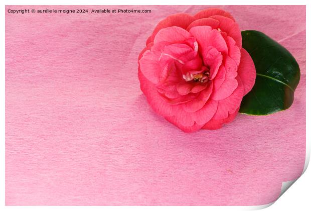 Camellia flower for Valentine's day Print by aurélie le moigne