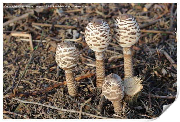 Common parasol mushrooms Print by aurélie le moigne