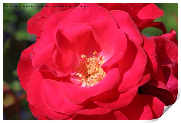 Red rose in a garden Print by aurélie le moigne