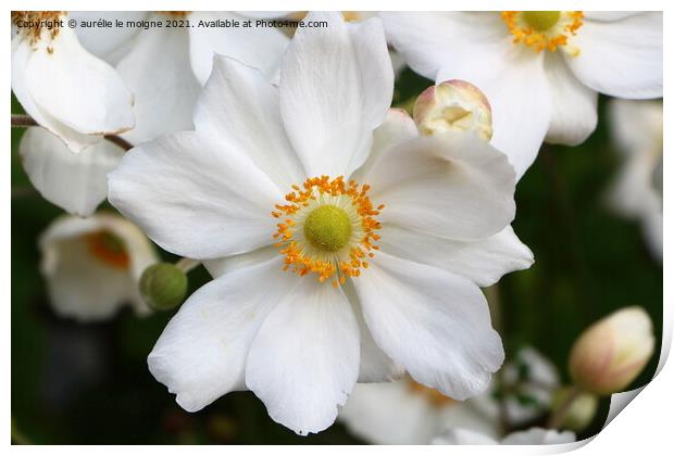 Flower of Japanese anemone Print by aurélie le moigne