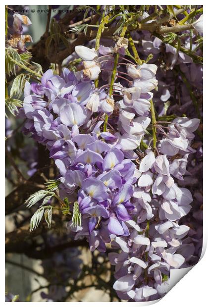 Flowers of purple Wisteria Print by aurélie le moigne