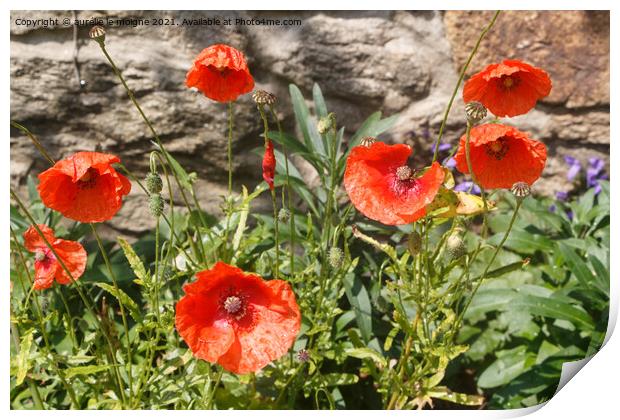Red poppies in a garden Print by aurélie le moigne