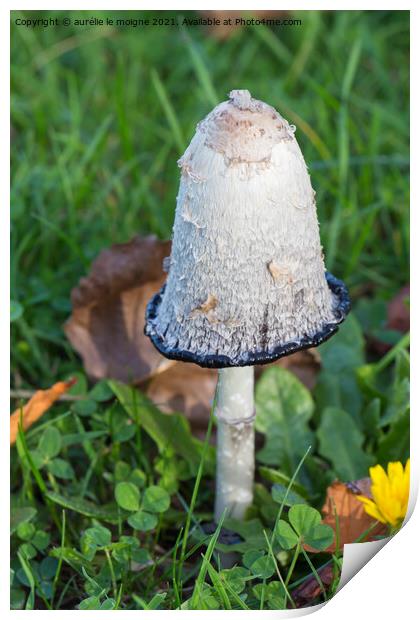 Shaggy inkcap mushroom in grass Print by aurélie le moigne