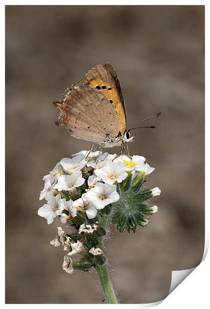Small Copper Feasting Print by Oliver Porter