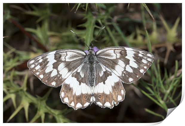 Marbled White Butterfly Print by Oliver Porter
