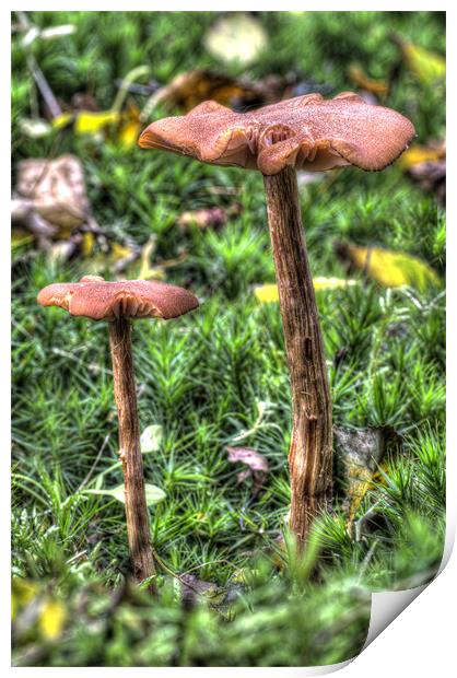 Mossy Mushrooms Print by Oliver Porter
