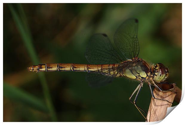 Resting Dragonfly Print by Oliver Porter