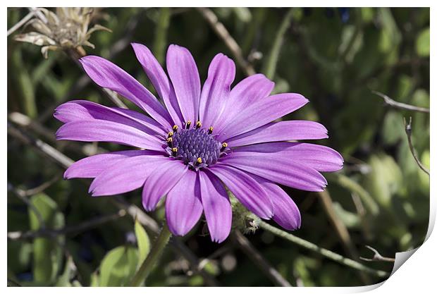 Purple Echinacea Print by Oliver Porter