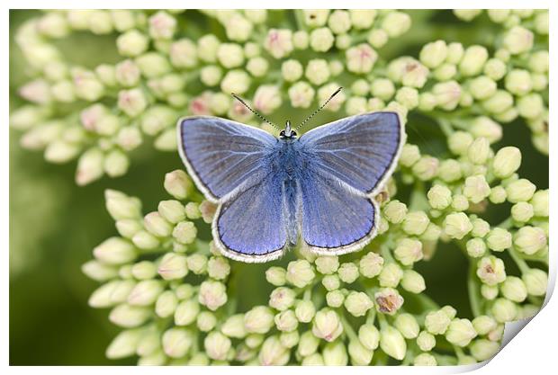 Common Blue Butterfly Print by Oliver Porter