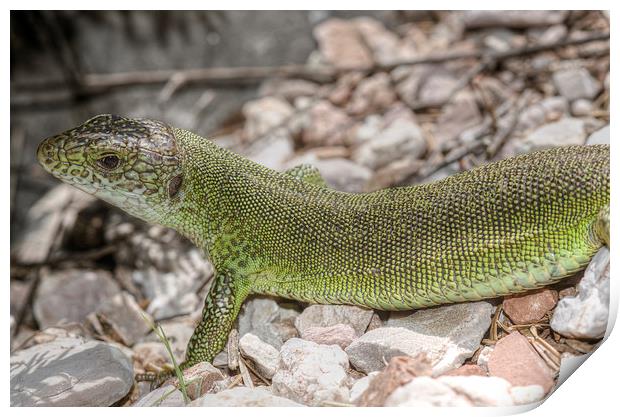 Large Green Lizard Print by Oliver Porter