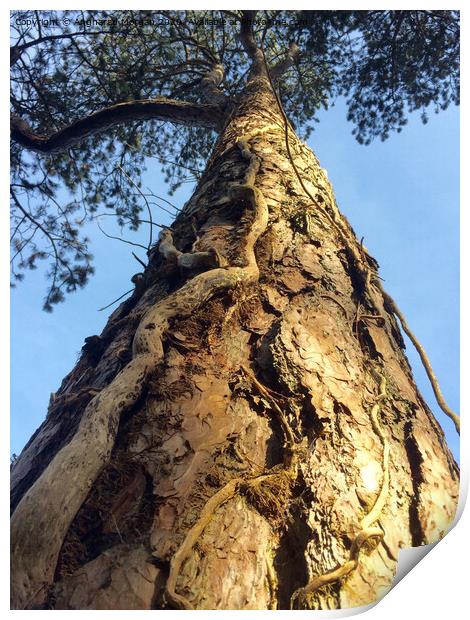Summer Tree Bark Print by Angharad Morgan