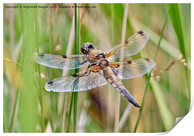 Four Spotted Chaser Print by Angharad Morgan