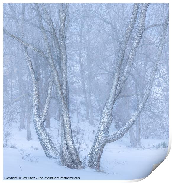 High Key Image of Snow spotted trees in Winter Print by Pere Sanz