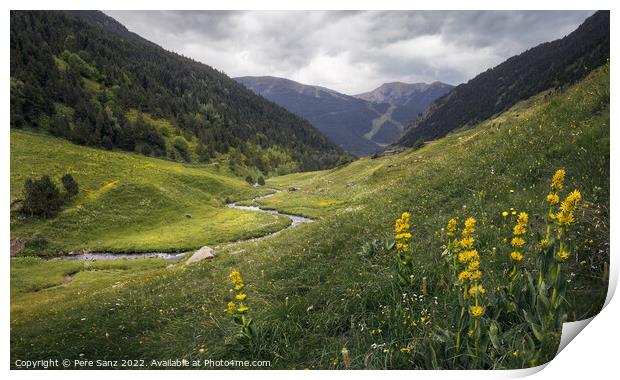 Wildflowers at Incles Valley in Andorra Print by Pere Sanz