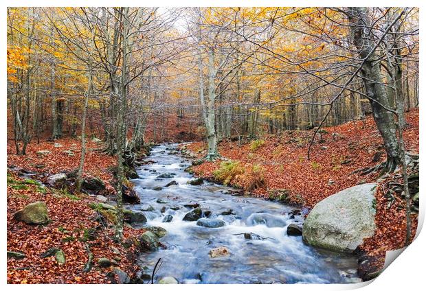 Autumn Beech Forest wirh Creek Across in the Monts Print by Pere Sanz