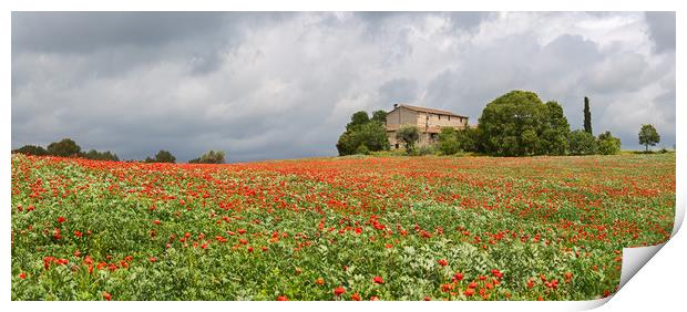 Poppies field around a rural country house in Cata Print by Pere Sanz