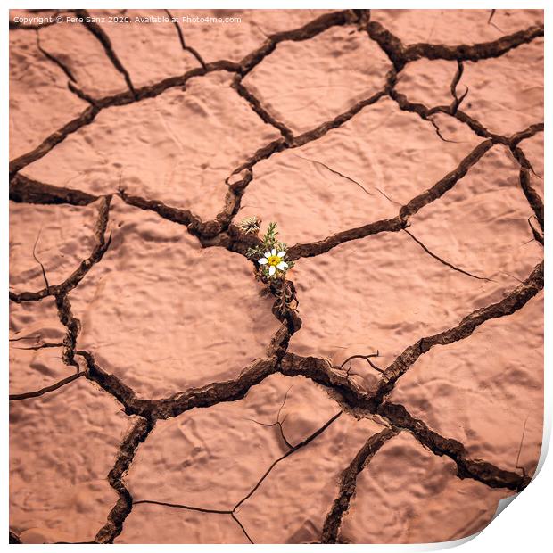 Flower Growing on Dry Cracked Soil Print by Pere Sanz