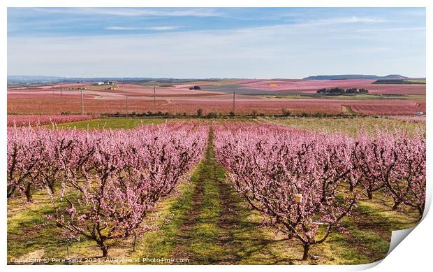 Peach Trees in Early Spring Blooming in Aitona, Catalonia Print by Pere Sanz