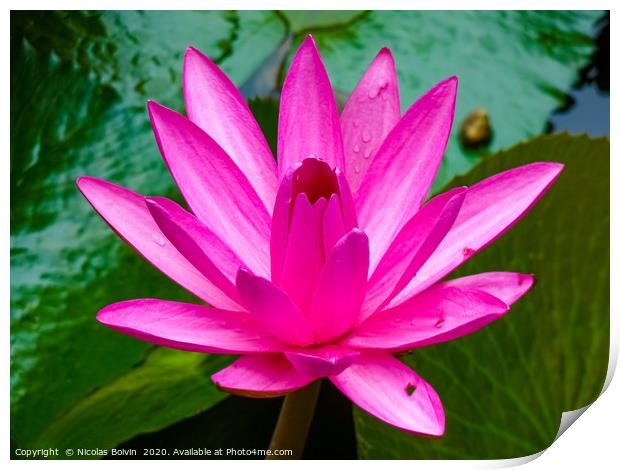 Water lily Print by Nicolas Boivin