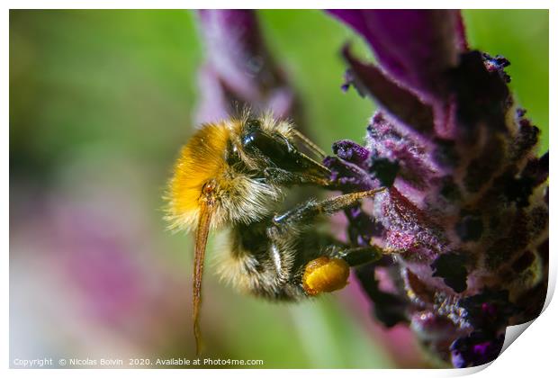 Macro of a Moss carder bee Print by Nicolas Boivin