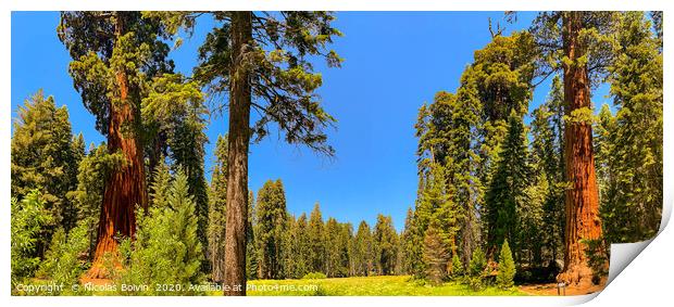 Sequoia National Park Print by Nicolas Boivin