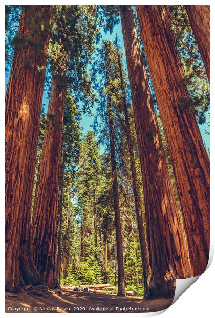 Sequoia National Park Print by Nicolas Boivin