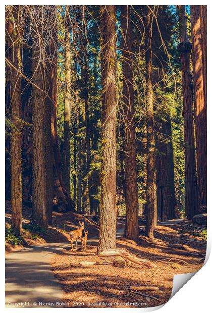 Sequoia National Park Print by Nicolas Boivin