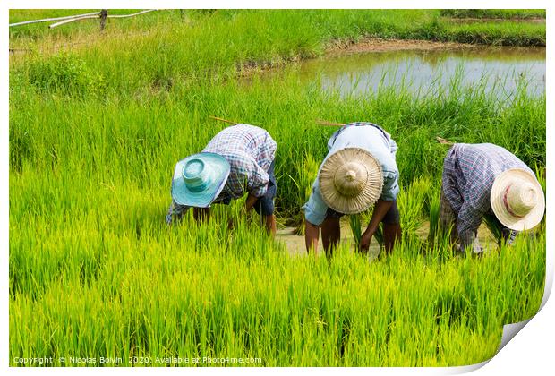 Farmers in rice field near Chiang Mai Print by Nicolas Boivin