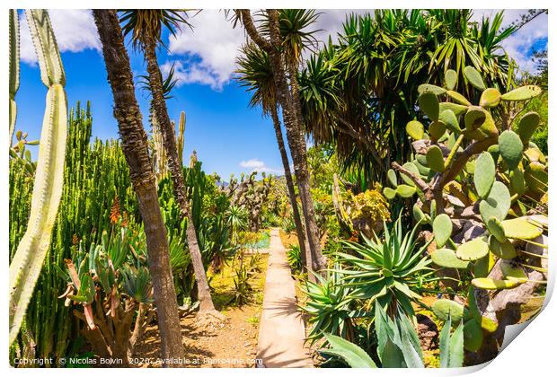 Botanical garden in Funchal Print by Nicolas Boivin